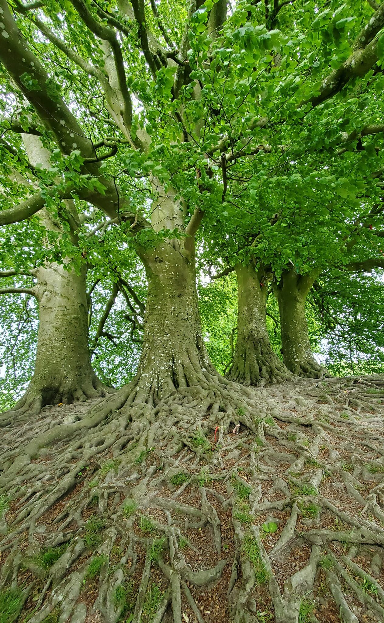 Welcome to Rewiring for Growth